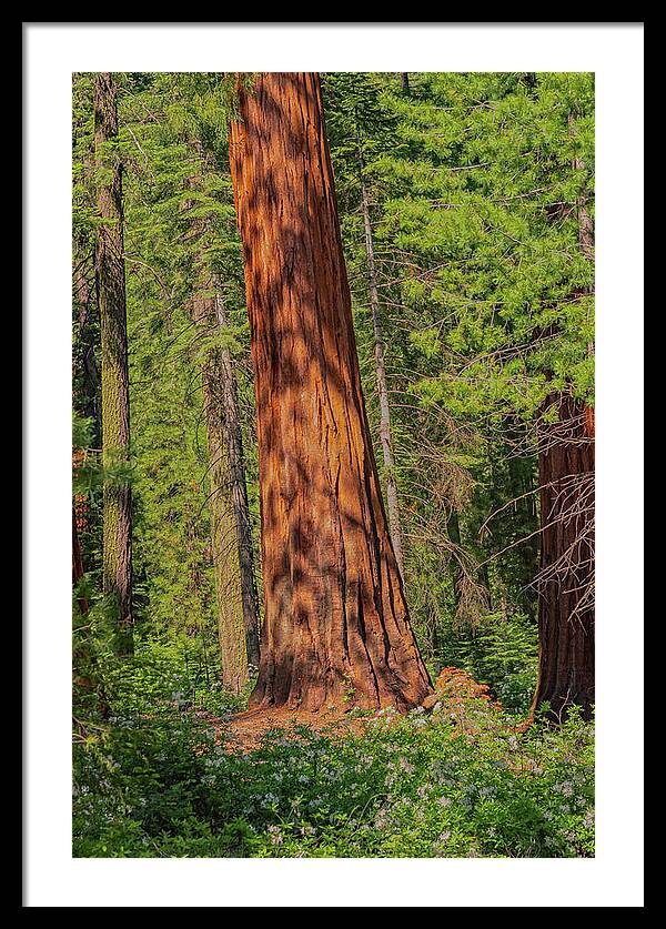 Large Sequoia Tree and Forest - Framed Print
