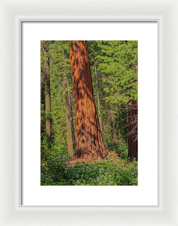 Large Sequoia Tree and Forest - Framed Print