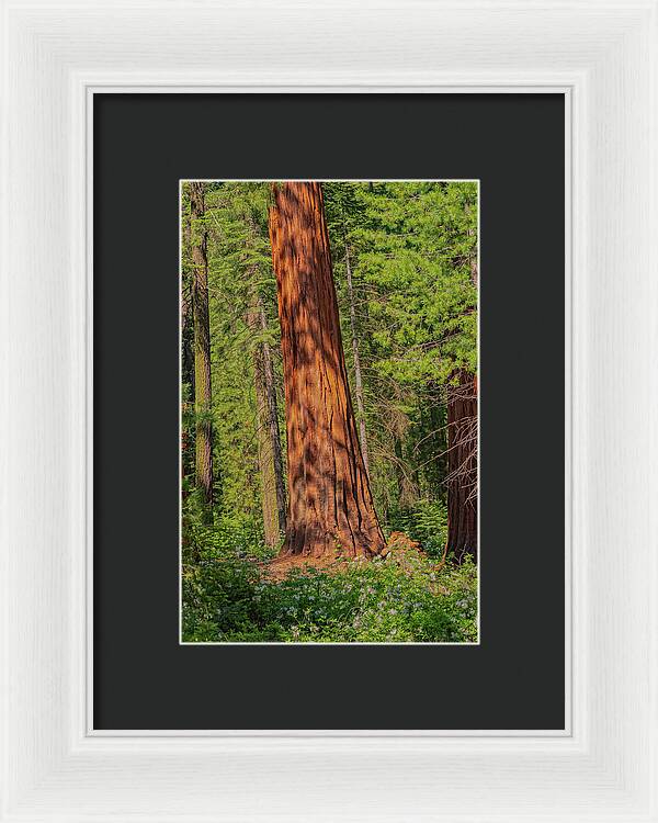 Large Sequoia Tree and Forest - Framed Print