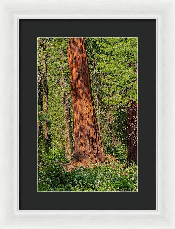 Large Sequoia Tree and Forest - Framed Print