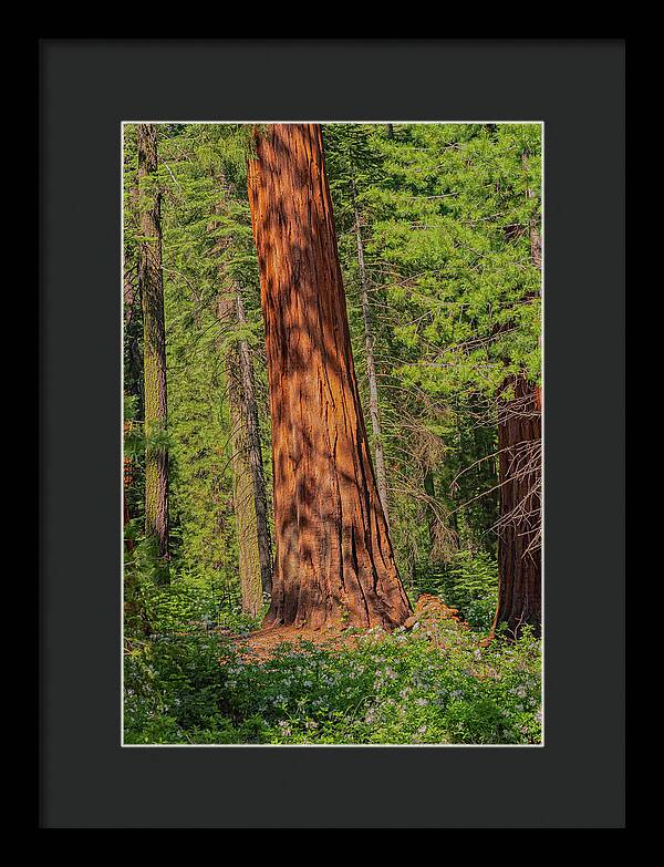 Large Sequoia Tree and Forest - Framed Print