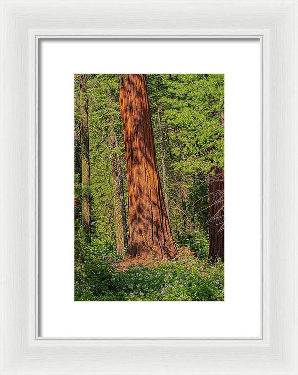 Large Sequoia Tree and Forest - Framed Print