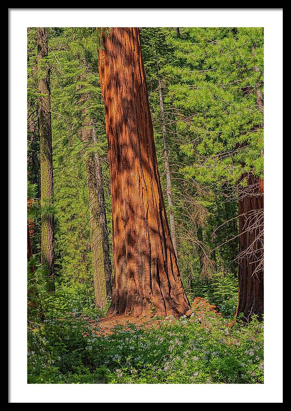 Large Sequoia Tree and Forest - Framed Print