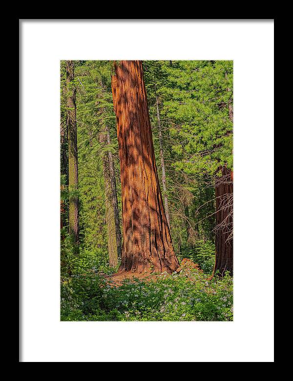 Large Sequoia Tree and Forest - Framed Print