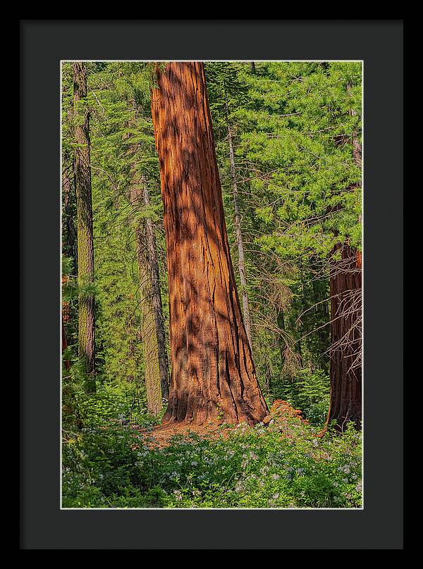 Large Sequoia Tree and Forest - Framed Print
