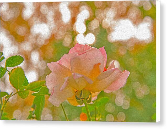 Light Pink Rose and Orbs - Canvas Print