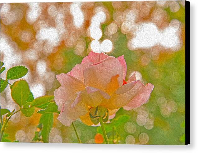 Light Pink Rose and Orbs - Canvas Print