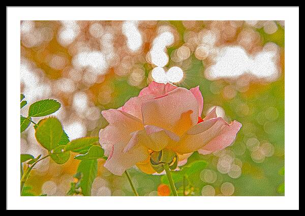 Light Pink Rose and Orbs - Framed Print