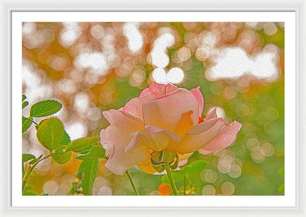 Light Pink Rose and Orbs - Framed Print