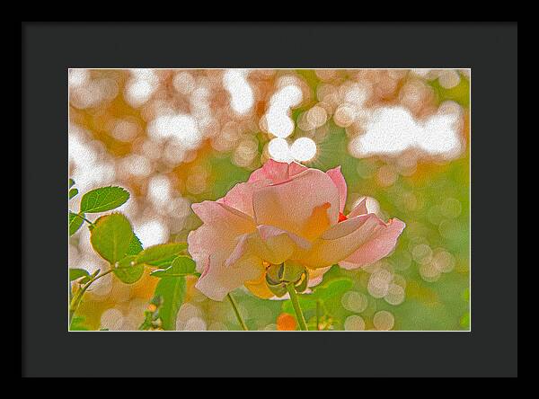 Light Pink Rose and Orbs - Framed Print