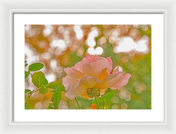 Light Pink Rose and Orbs - Framed Print