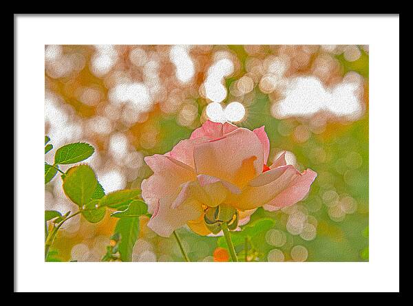 Light Pink Rose and Orbs - Framed Print