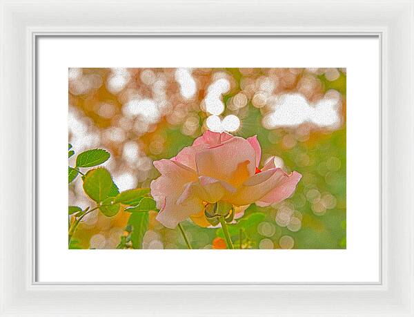 Light Pink Rose and Orbs - Framed Print