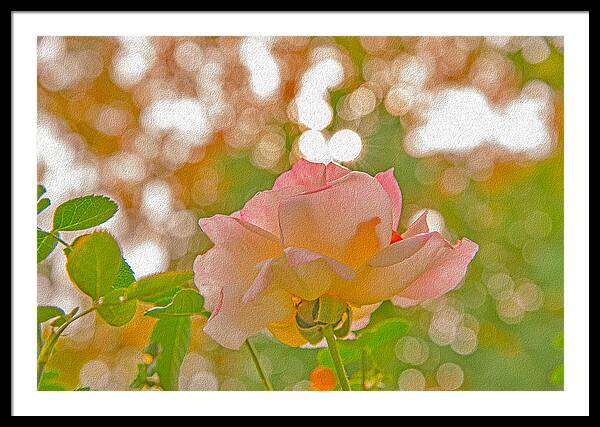 Light Pink Rose and Orbs - Framed Print