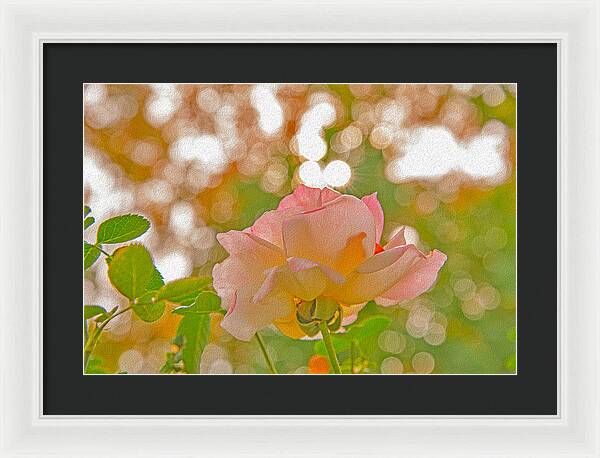 Light Pink Rose and Orbs - Framed Print