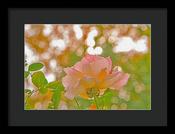 Light Pink Rose and Orbs - Framed Print