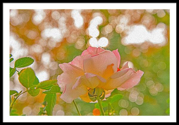 Light Pink Rose and Orbs - Framed Print