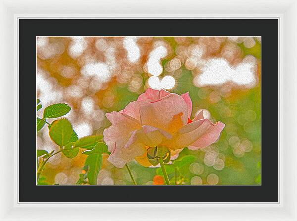 Light Pink Rose and Orbs - Framed Print