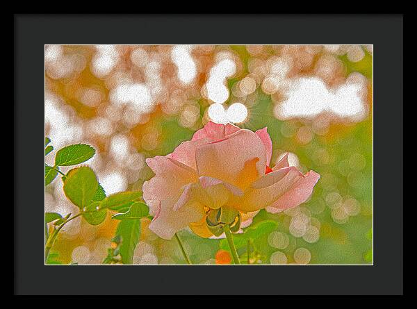 Light Pink Rose and Orbs - Framed Print
