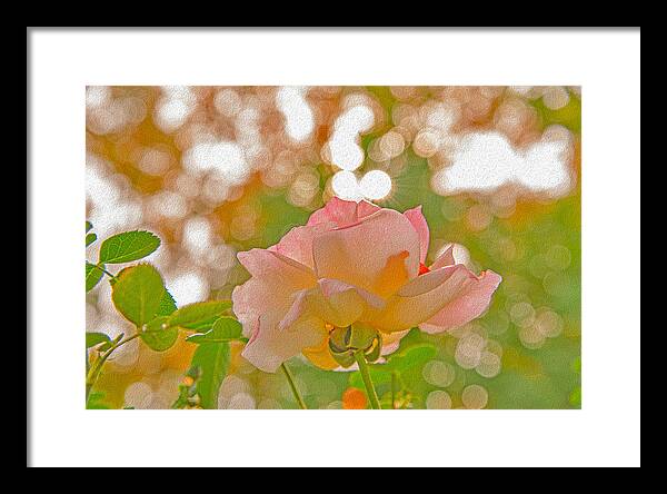 Light Pink Rose and Orbs - Framed Print