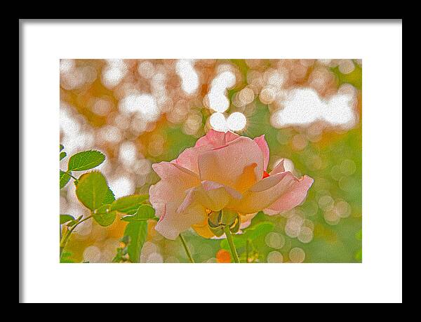 Light Pink Rose and Orbs - Framed Print