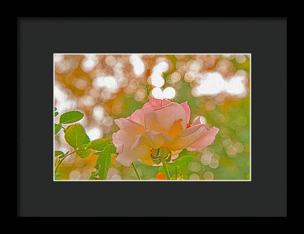 Light Pink Rose and Orbs - Framed Print
