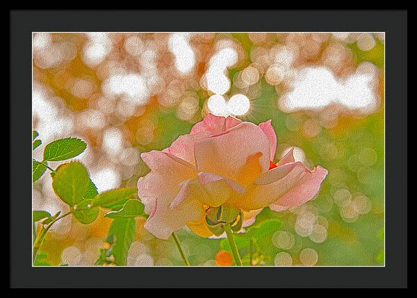 Light Pink Rose and Orbs - Framed Print