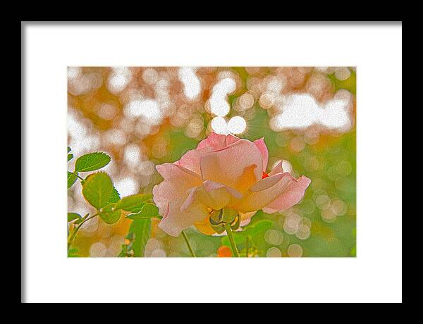 Light Pink Rose and Orbs - Framed Print