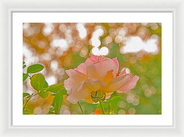 Light Pink Rose and Orbs - Framed Print