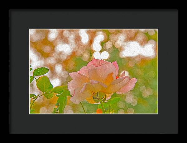 Light Pink Rose and Orbs - Framed Print