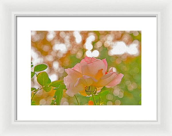 Light Pink Rose and Orbs - Framed Print