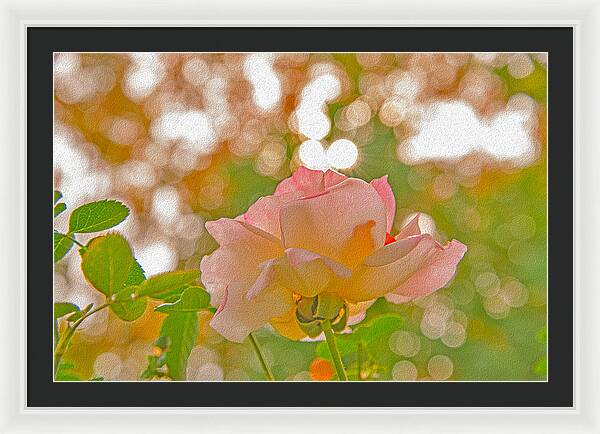 Light Pink Rose and Orbs - Framed Print