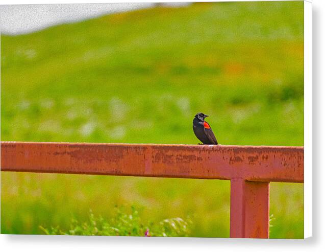 Lonely Small Bird Chilling on a Fence - Canvas Print