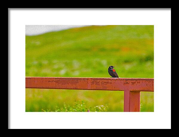 Lonely Small Bird Chilling on a Fence - Framed Print