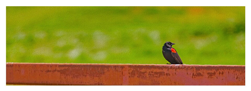 Lonely Small Bird Chilling on a Fence - Yoga Mat