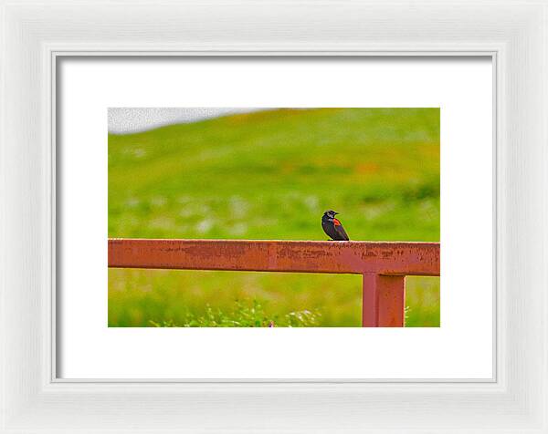 Lonely Small Bird Chilling on a Fence - Framed Print