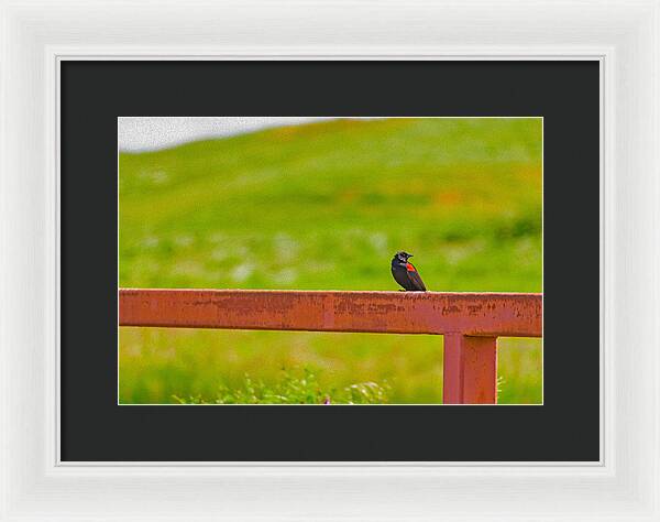 Lonely Small Bird Chilling on a Fence - Framed Print