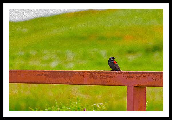 Lonely Small Bird Chilling on a Fence - Framed Print