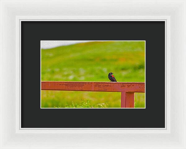 Lonely Small Bird Chilling on a Fence - Framed Print