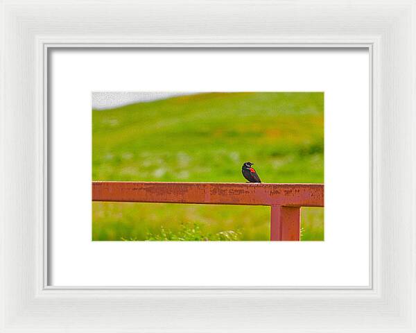Lonely Small Bird Chilling on a Fence - Framed Print