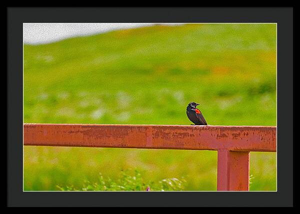 Lonely Small Bird Chilling on a Fence - Framed Print