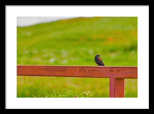Lonely Small Bird Chilling on a Fence - Framed Print