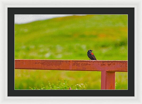 Lonely Small Bird Chilling on a Fence - Framed Print