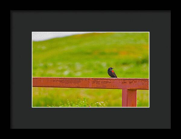 Lonely Small Bird Chilling on a Fence - Framed Print