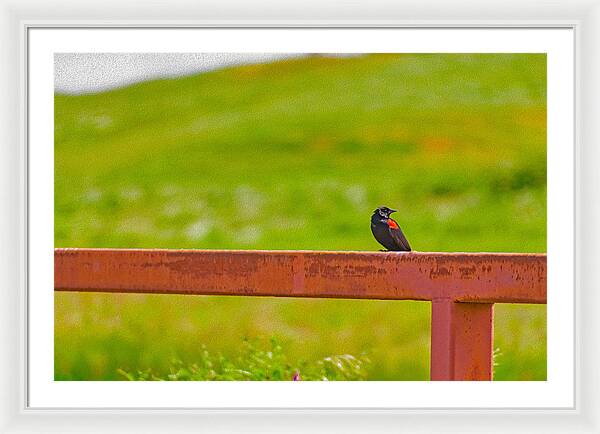 Lonely Small Bird Chilling on a Fence - Framed Print