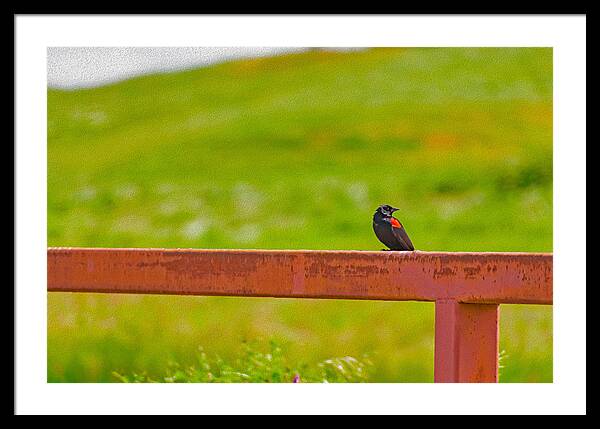Lonely Small Bird Chilling on a Fence - Framed Print