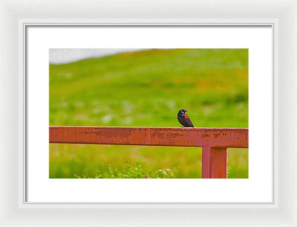 Lonely Small Bird Chilling on a Fence - Framed Print