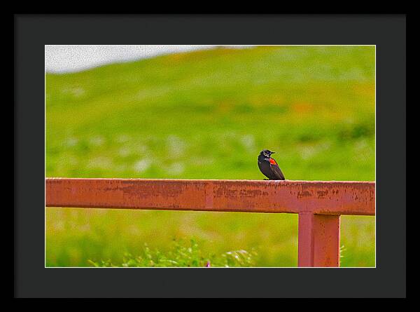 Lonely Small Bird Chilling on a Fence - Framed Print