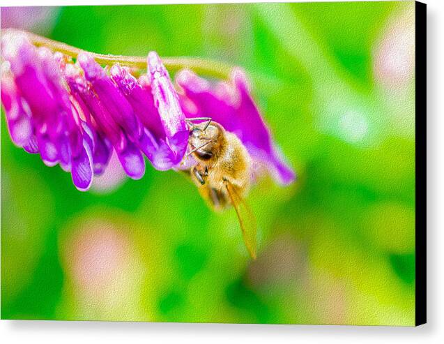 Macro Bee on a Purple Flower with Green Background - Canvas Print