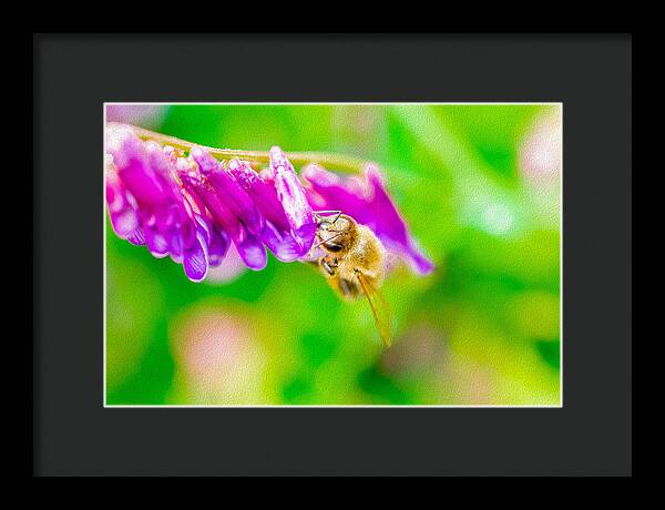 Macro Bee on a Purple Flower with Green Background - Framed Print